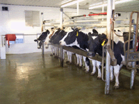 cows1.gif (23836 bytes)